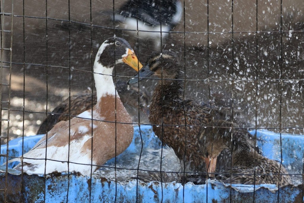 Indische loopeenden, Meerdere dieren, Eend