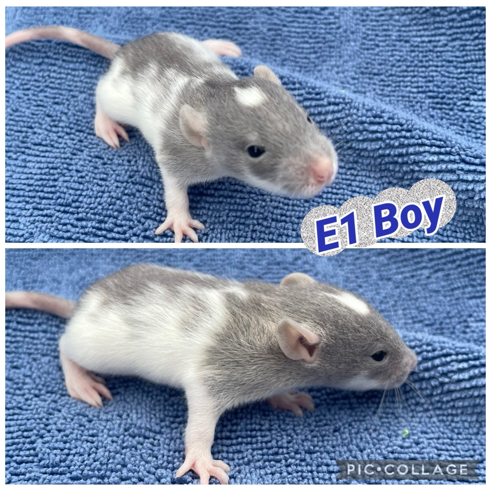 Nog 8 lieve rittens beschikbaar, 4 boys, 4 girls!, Dieren en Toebehoren, Rat, Meerdere dieren, Tam, September