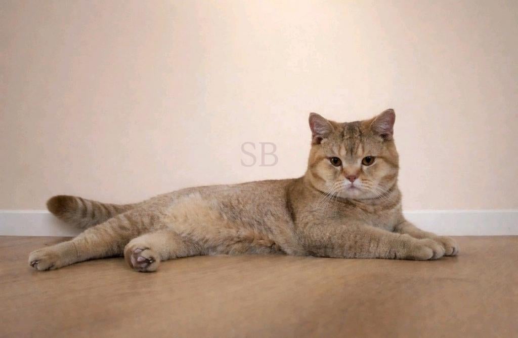 🌷Dekkater Cinnamon Britse korthaar., Kater, 0 tot 2 jaar
