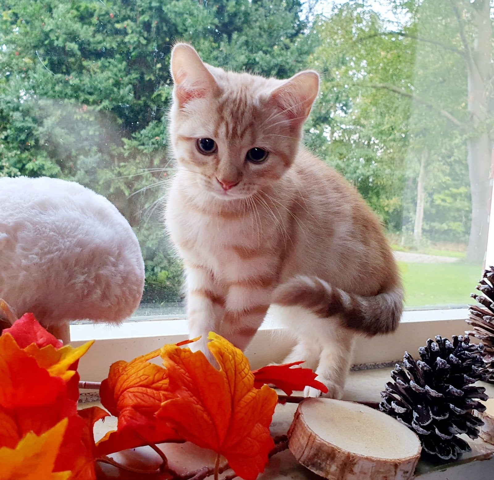 Prachtige Britse Korthaar kittens, Dieren en Toebehoren, Meerdere dieren, Ontwormd, 0 tot 2 jaar