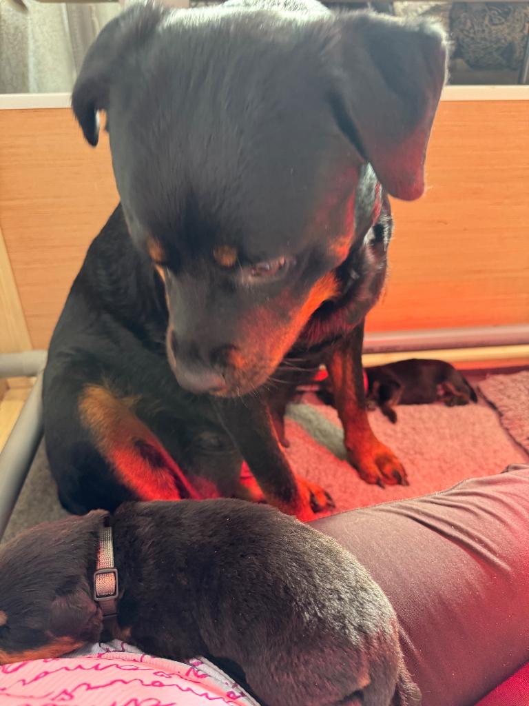 Rottweiler puppy’s, 8 tot 15 weken, Parvo, Meerdere, Meerdere dieren