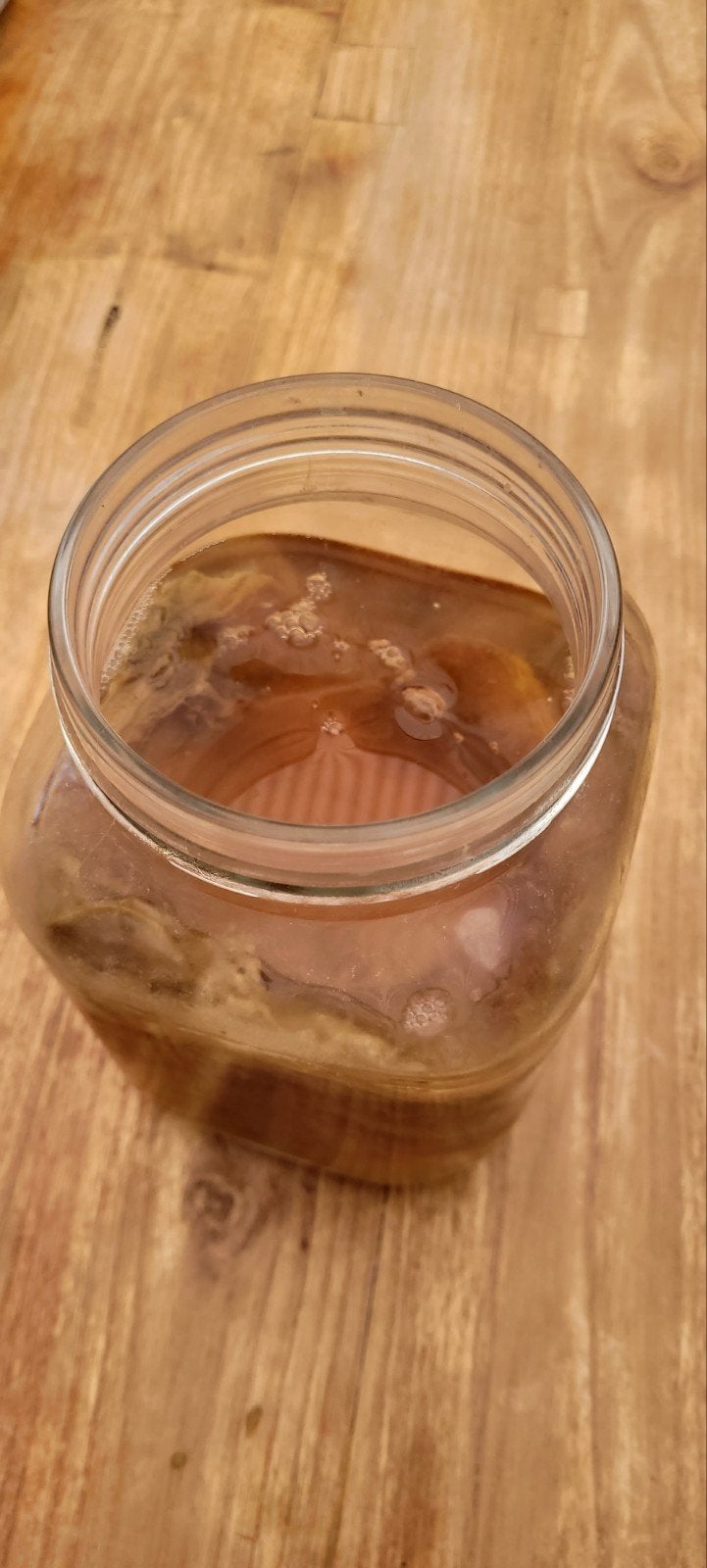 Kombucha zwammen gratis af te halen, Ophalen