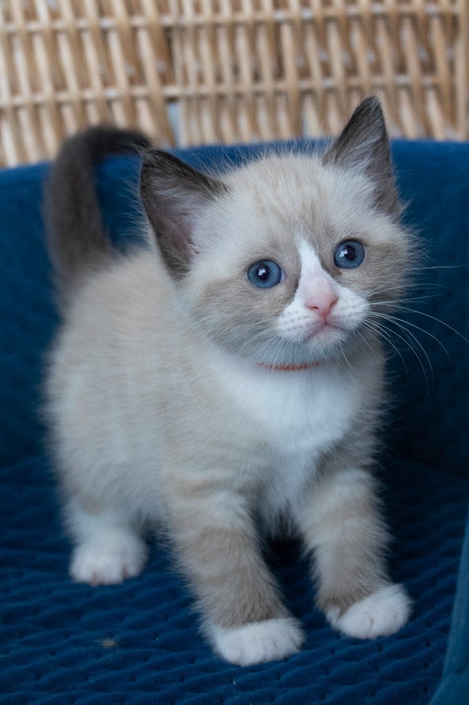 Ragdoll kittens  bicolor seal mitted, Meerdere dieren, Ontwormd