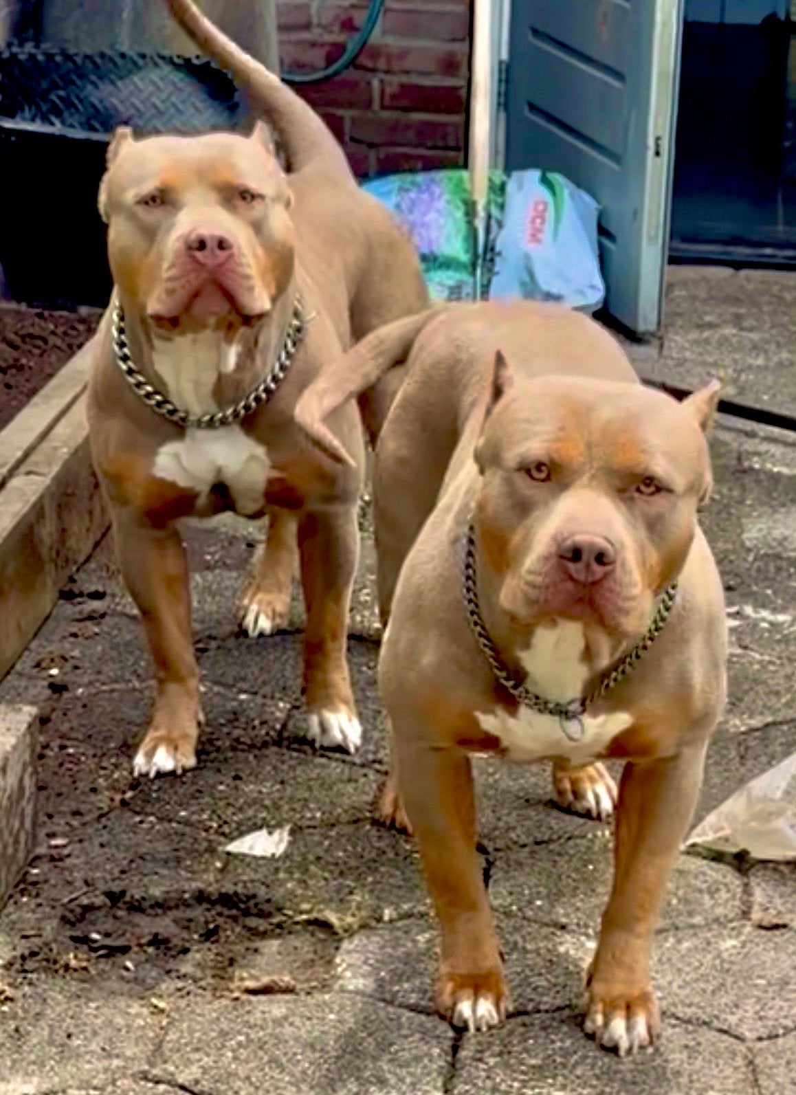 Amarican bully xl, 1 tot 2 jaar, Teef, Meerdere, Nederland