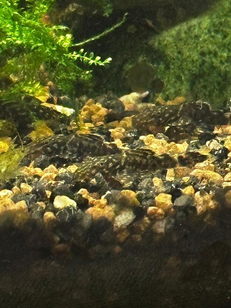 Bristlenose Pleco’s (Ancistrus), Dieren en Toebehoren, Vissen | Aquariumvissen, Vis