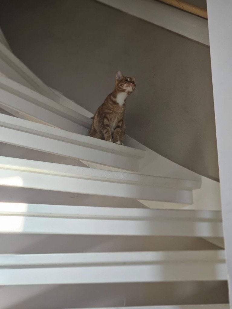 2 super lieve kittens, Dieren en Toebehoren, Meerdere dieren, Kortharig, 0 tot 2 jaar