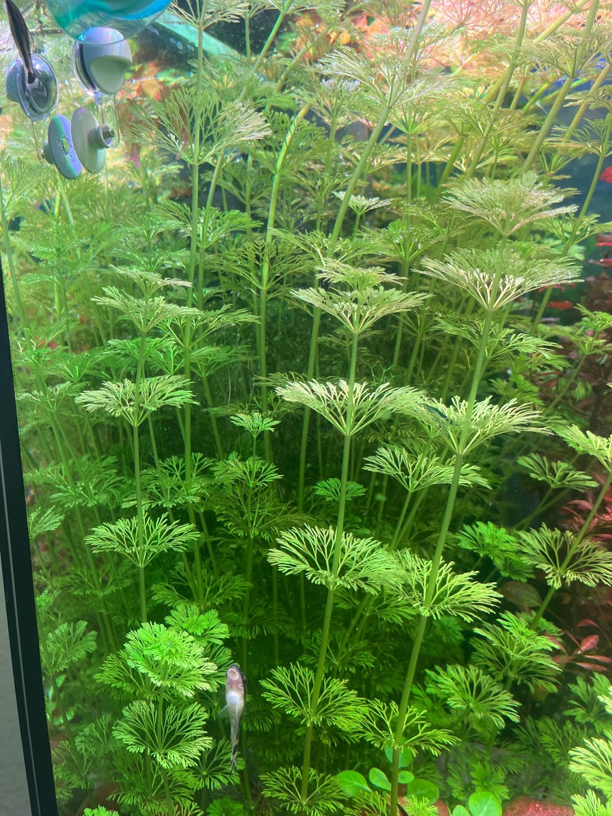 Aquarium plant, Ophalen of Verzenden, Nieuw, Plant(en), Steen of Hout