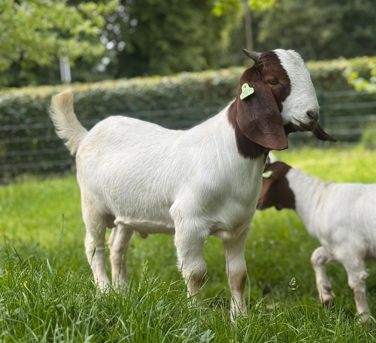 Boergeit lammeren, Dieren en Toebehoren, Schapen, Geiten en Varkens, Meerdere dieren, Geit, 0 tot 2 jaar
