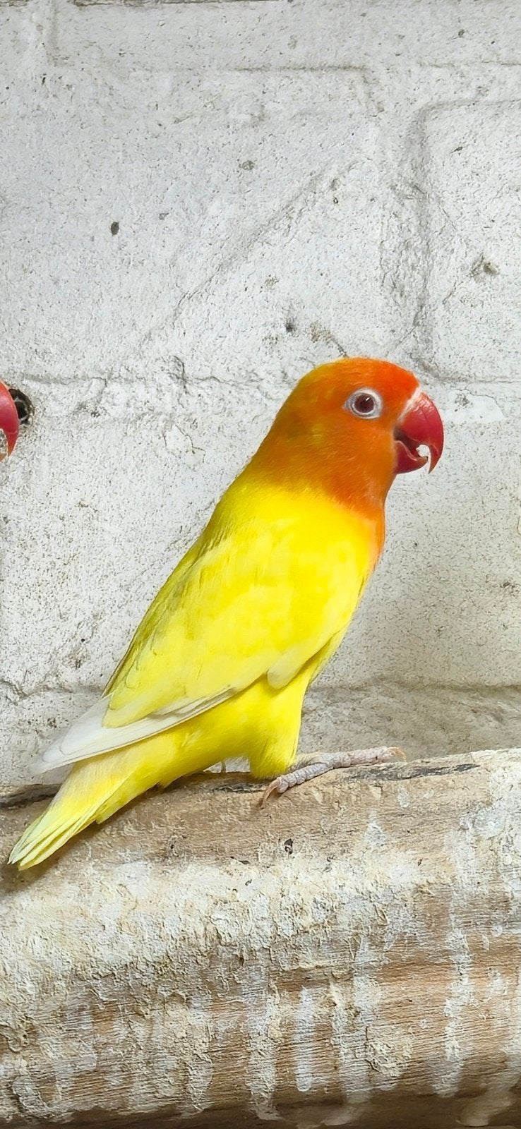 Lutino/creme fischeri, Geslacht onbekend, Dwergpapegaai of Agapornis, Geringd