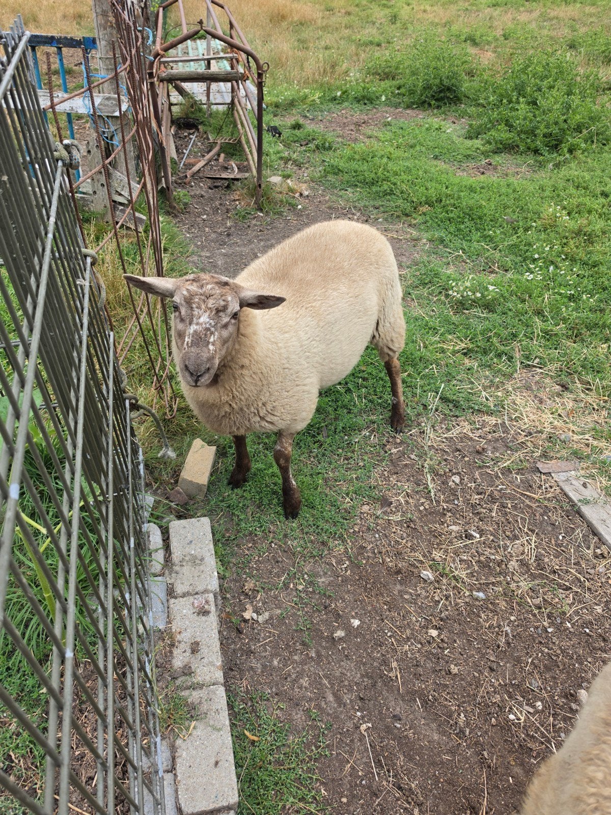 schaap schapen ram rammetje rammen 6 maanden, Dieren en Toebehoren, Mannelijk, Schaap