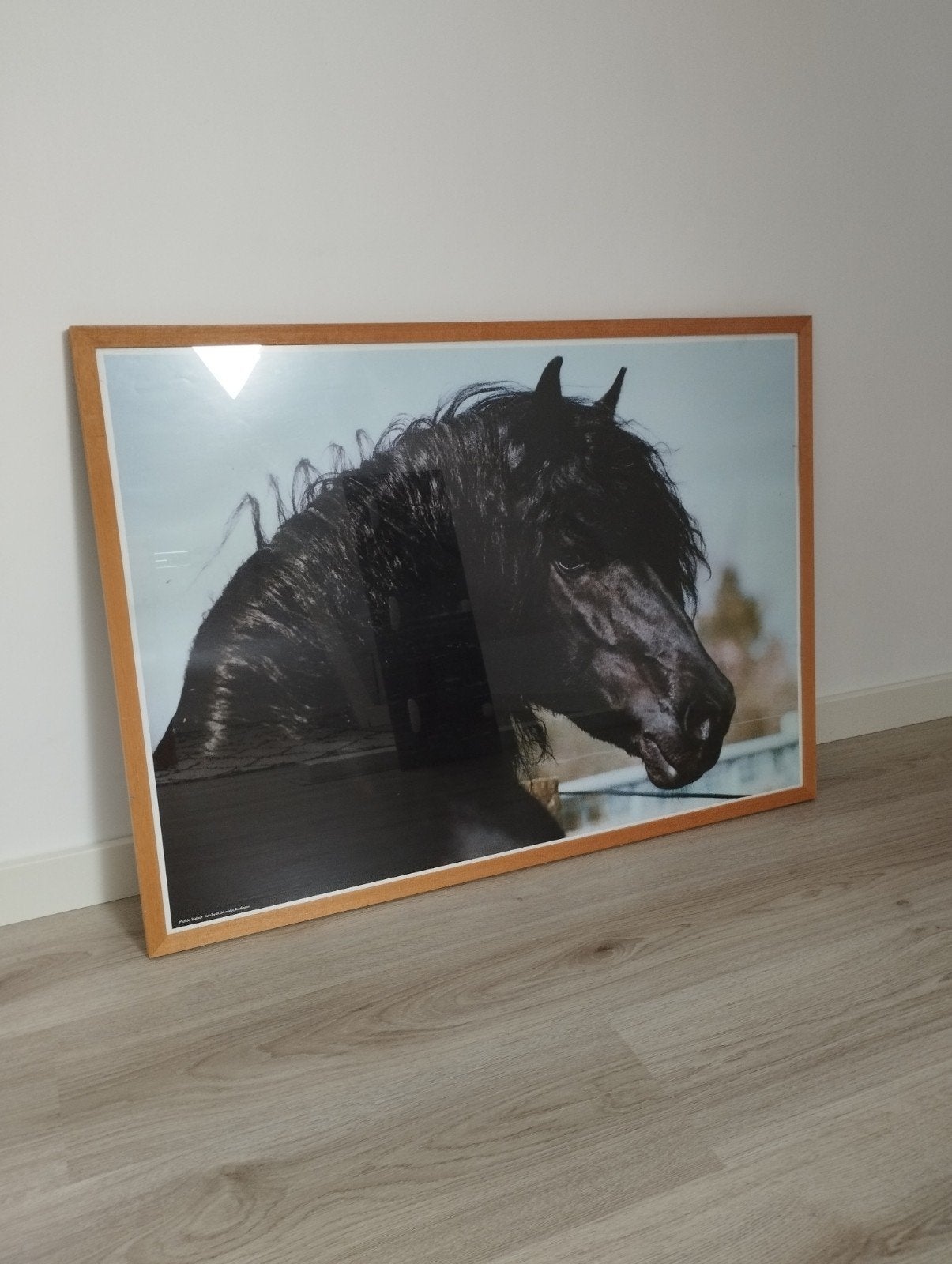 Poster Fries paard in houten lijst, Ophalen