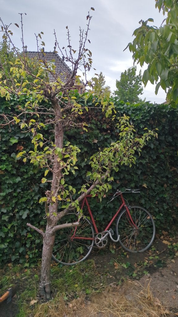 Stoofperenboom, Tuin en Terras, Planten | Bomen, Ophalen, Volle zon, Overige soorten
