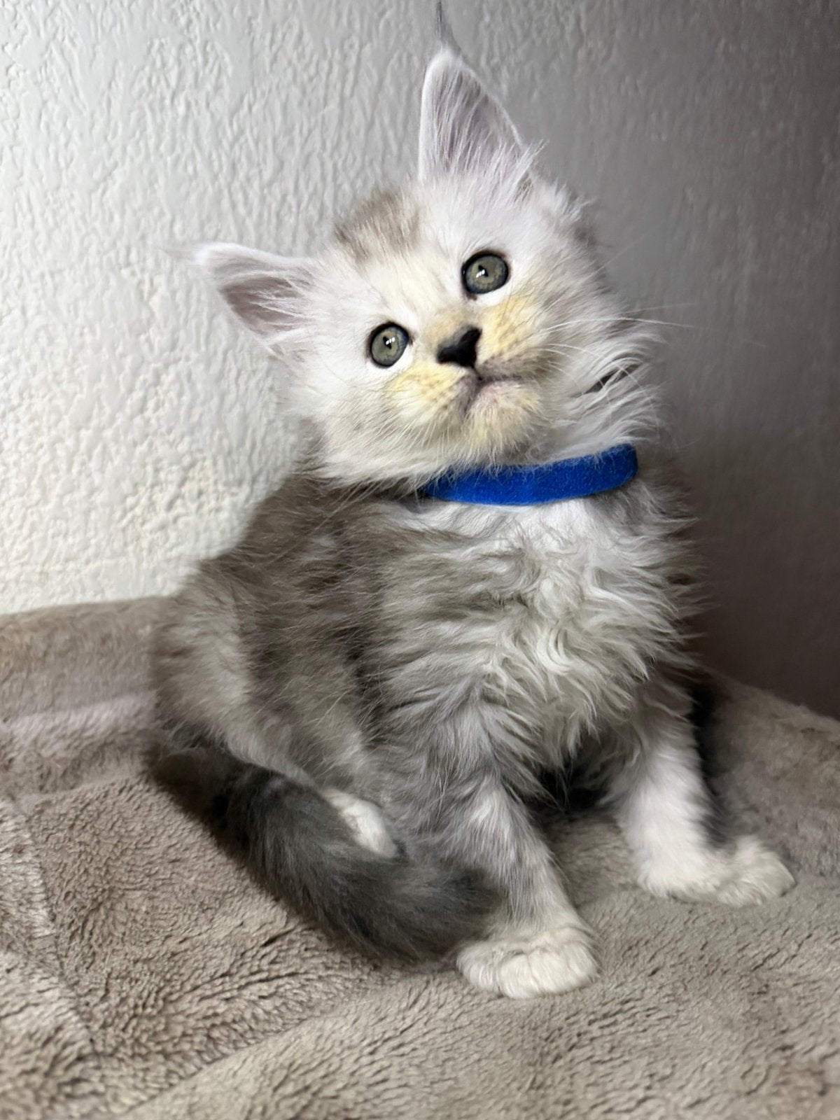 Raszuivere Russische maine coon kittens, Meerdere dieren, Met stamboom, 0 tot 2 jaar
