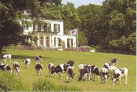 Ansichtkaart 	Rheden	Rode Kruis Hotel De Valk	Koeien, Verzamelen, Ansichtkaarten | Nederland, Verzenden, 1980 tot heden, Ongelopen