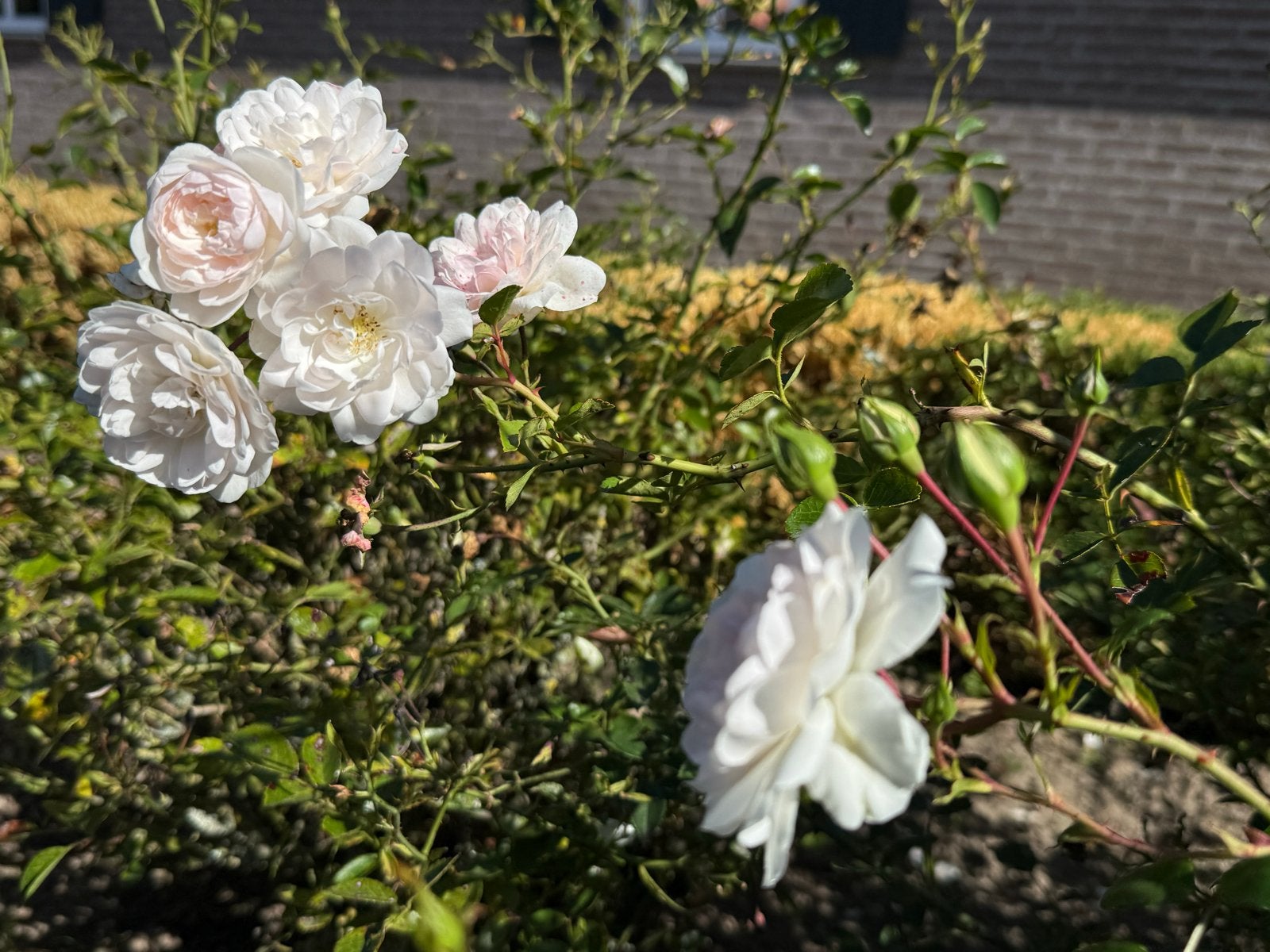 Gratis rozen, diameter 50-65 cm, Ophalen, Overige soorten, Struik, Minder dan 100 cm