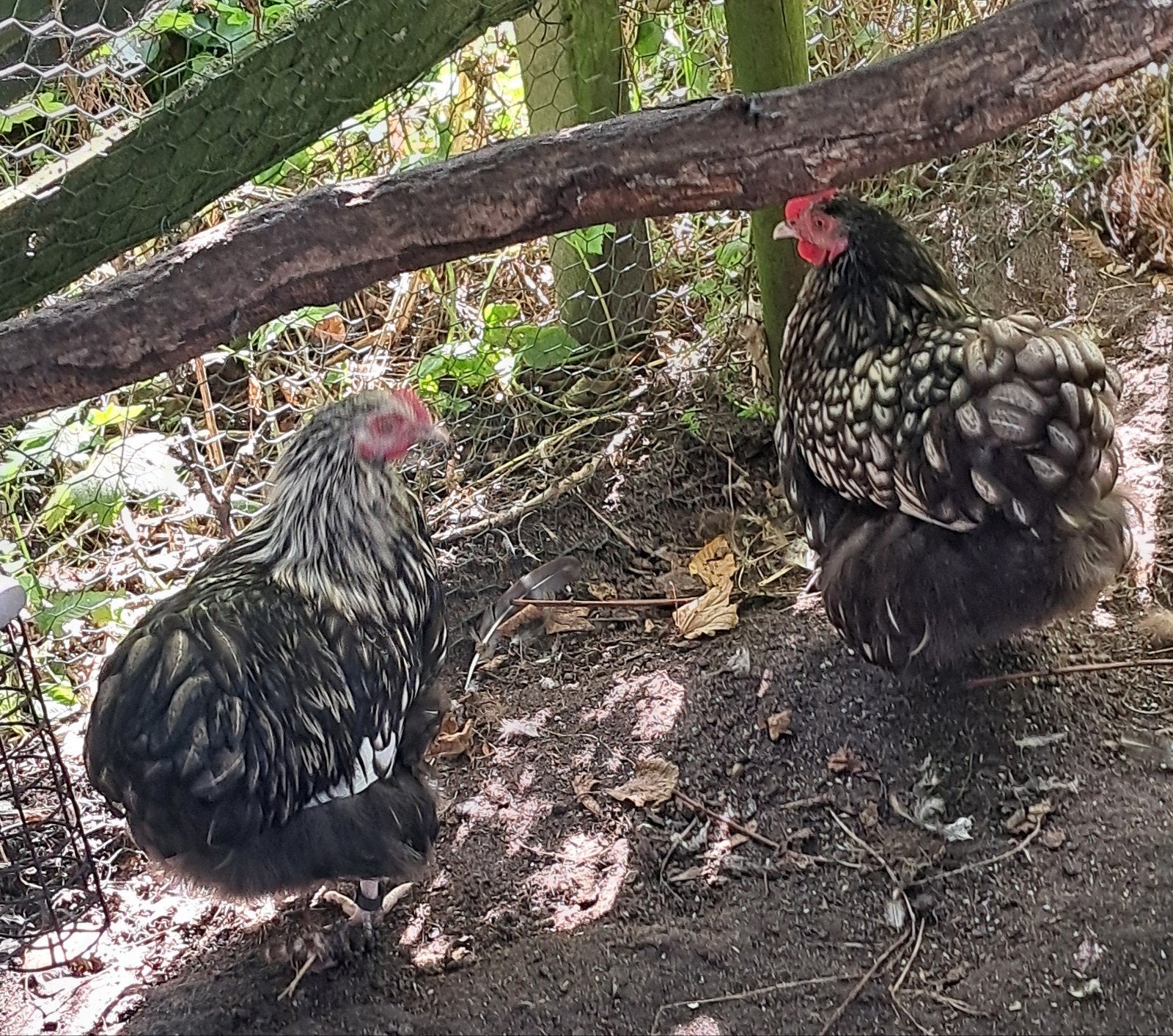 Trio Orpington krielkippen zilver en goud zwart gezoomd, Dieren en Toebehoren, Meerdere dieren, Kip