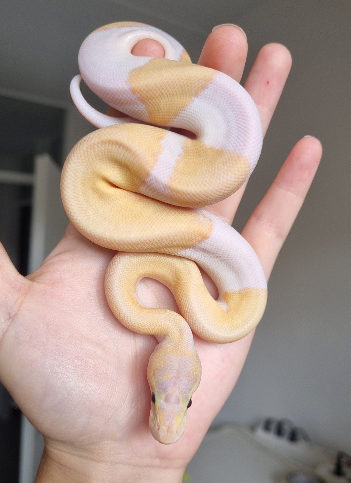 1.0 banana mojave enchi pinstripe pastel  pied koningspython, Dieren en Toebehoren, Reptielen en Amfibieën, Slang, 0 tot 2 jaar