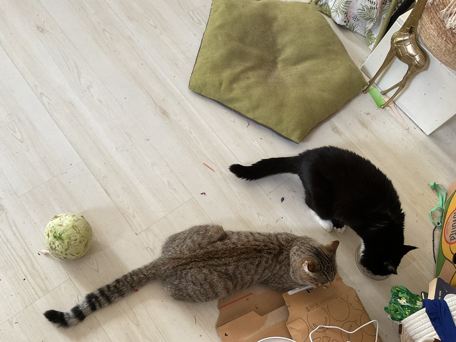 Gezocht kitten met langere staart Europese Korthaar, Dieren en Toebehoren, Kater, Ontwormd, 0 tot 2 jaar