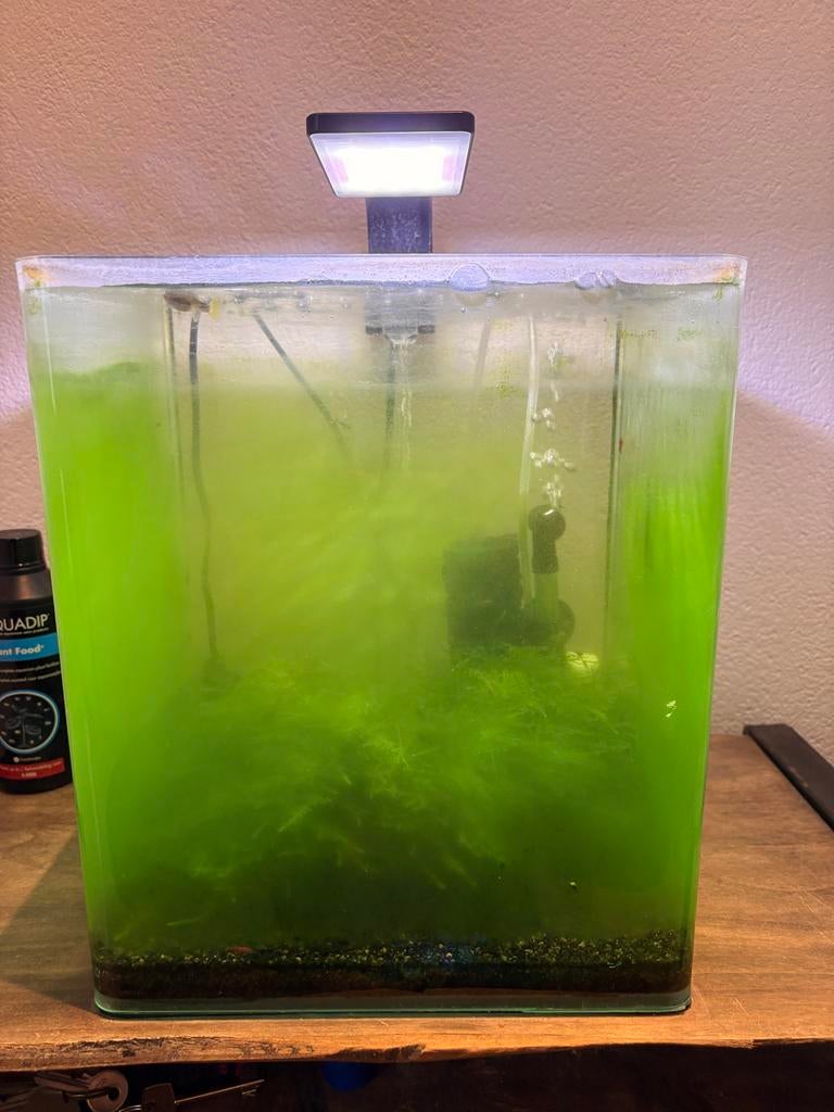 Aqaurium met garnalen, filter, verwarming, Dieren en Toebehoren, Vissen | Aquaria en Toebehoren, Ophalen, Zo goed als nieuw, Gevuld zoetwateraquarium