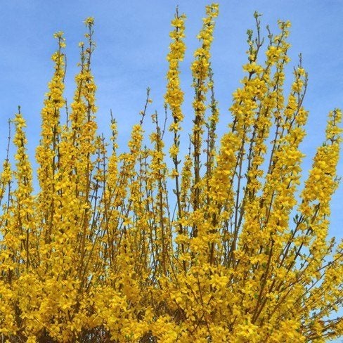 Forsythia intermedia 'Spectabilis', Chineesklokje, Ophalen of Verzenden, Overige soorten, Struik, Minder dan 100 cm