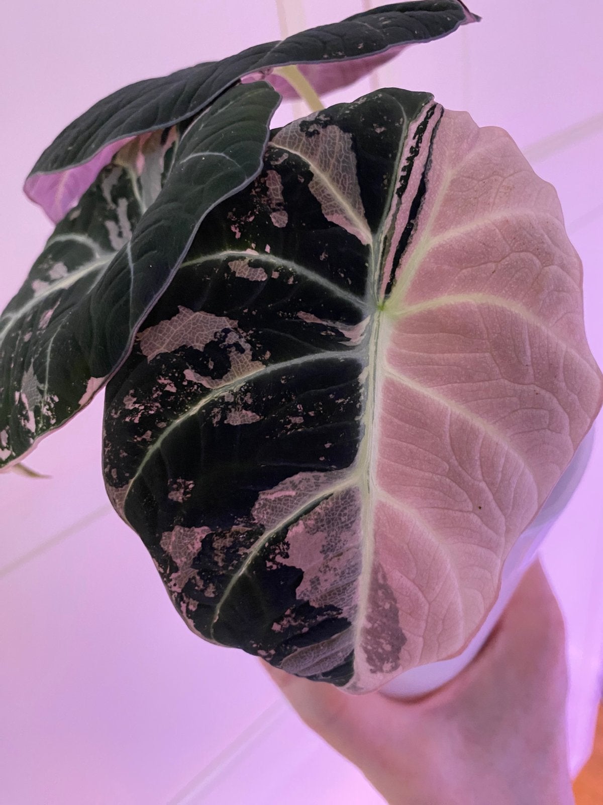 Alocasia black velvet pink variegata corm, Ophalen of Verzenden, Halfschaduw, Minder dan 100 cm