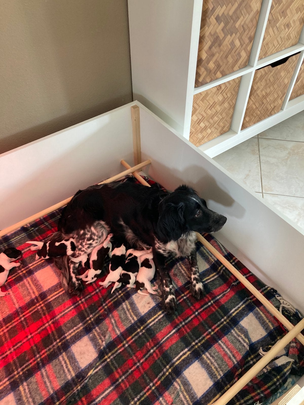 Friese Stabij pups, Overige rassen, 8 tot 15 weken, CDV (hondenziekte), Meerdere