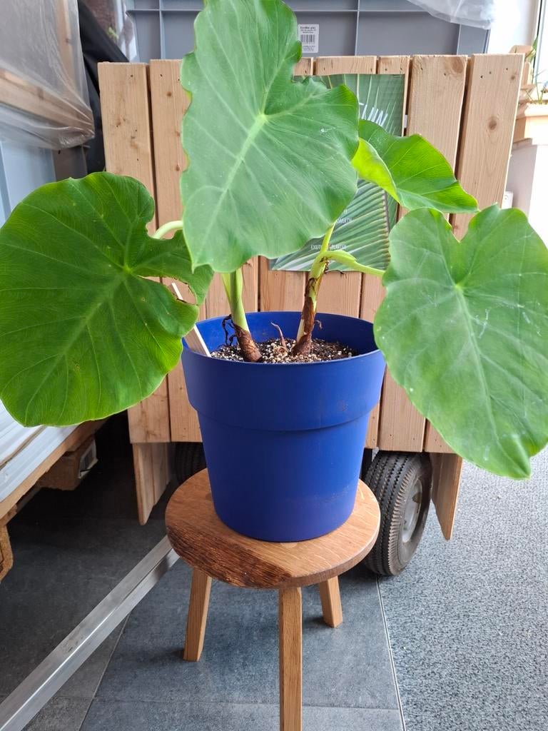 Colocasia esculenta, Tuin en Terras, Planten | Tuinplanten, Ophalen of Verzenden, Overige soorten, Volle zon