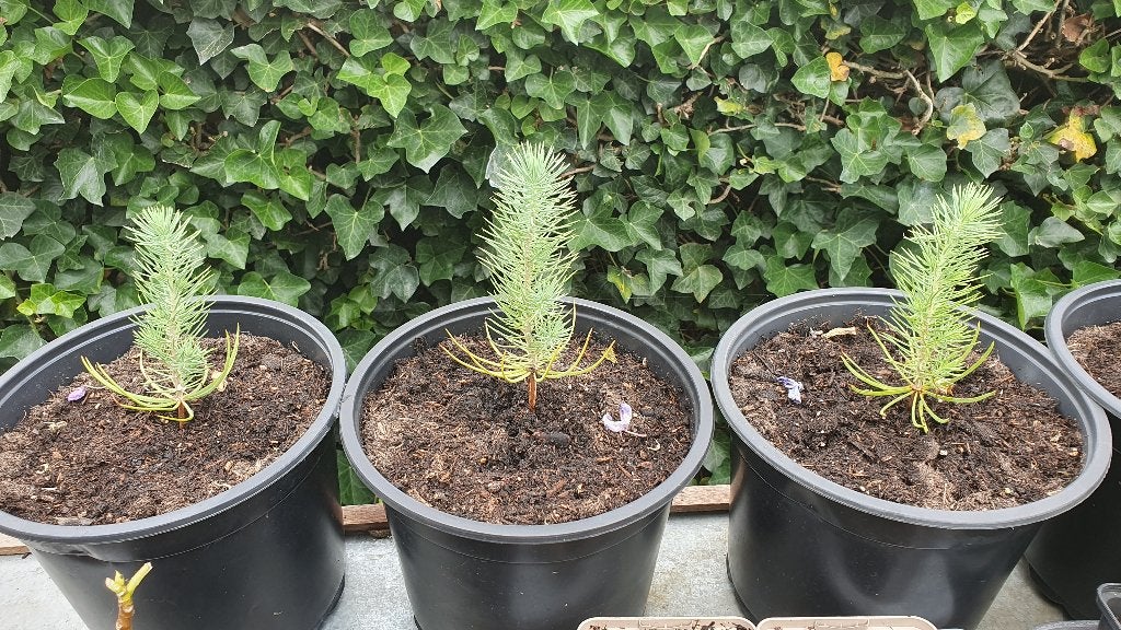 Stekken stekjes stek van de De Pinus pinea (parasolden), Ophalen, Overige soorten, Volle zon