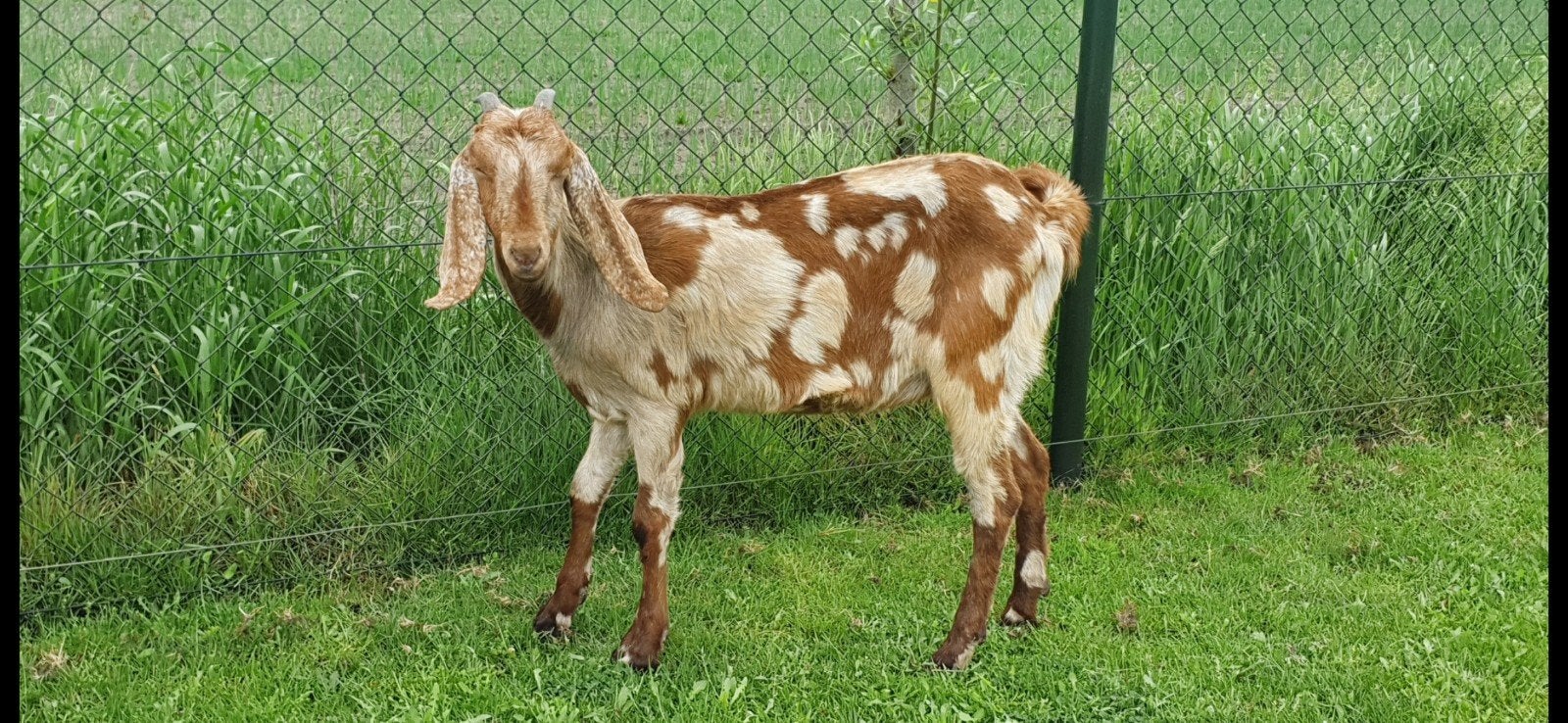 GEZOCHT Een 100% nubisch abrikoos maanvlek geitlam., Dieren en Toebehoren, Schapen, Geiten en Varkens, Vrouwelijk, Geit, 0 tot 2 jaar