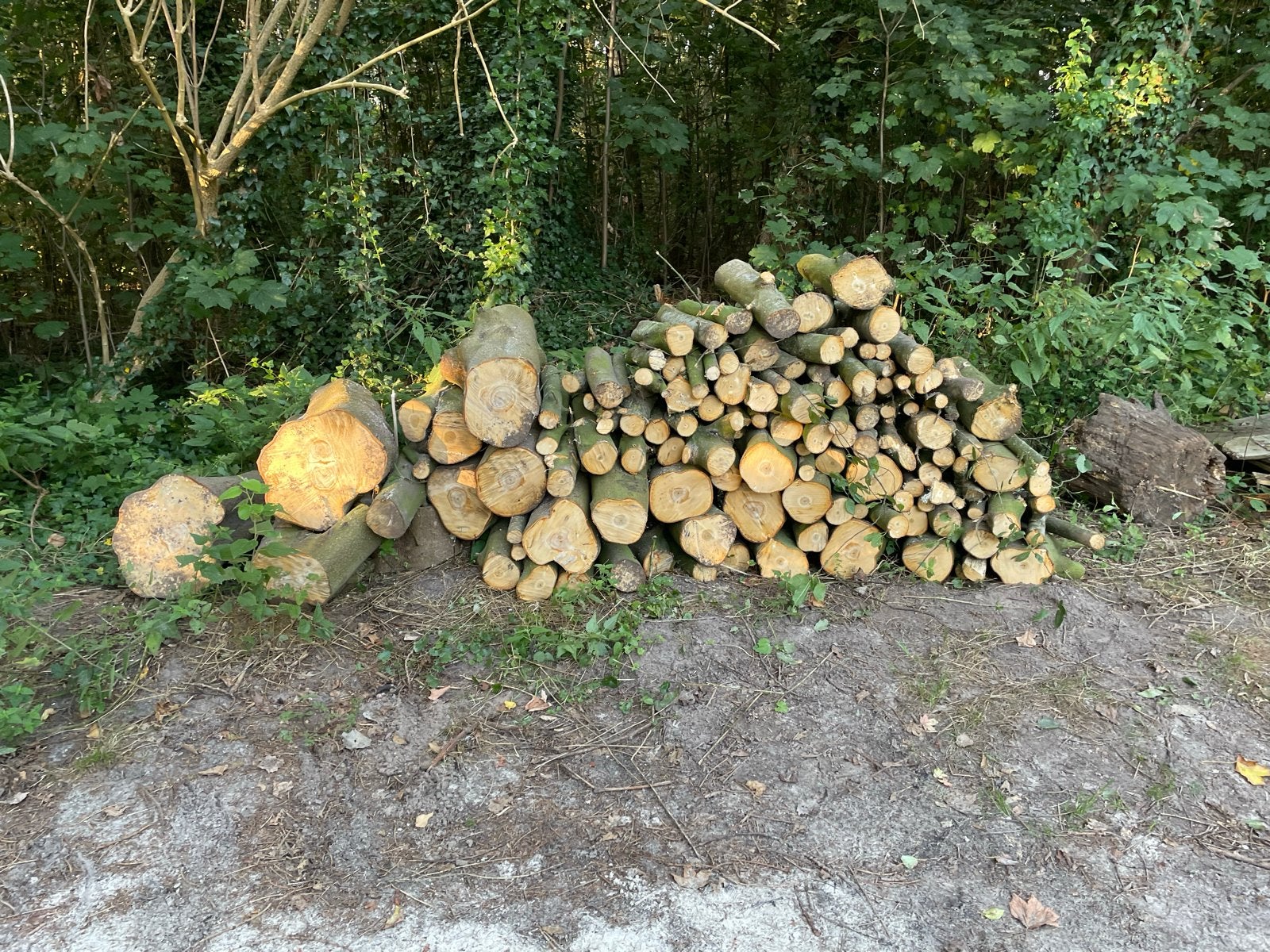 Vers gekapt hout, ideaal voor brandhout, Tuin en Terras, Haardhout, Minder dan 3 m³, Ophalen, Elzenhout, Blokken