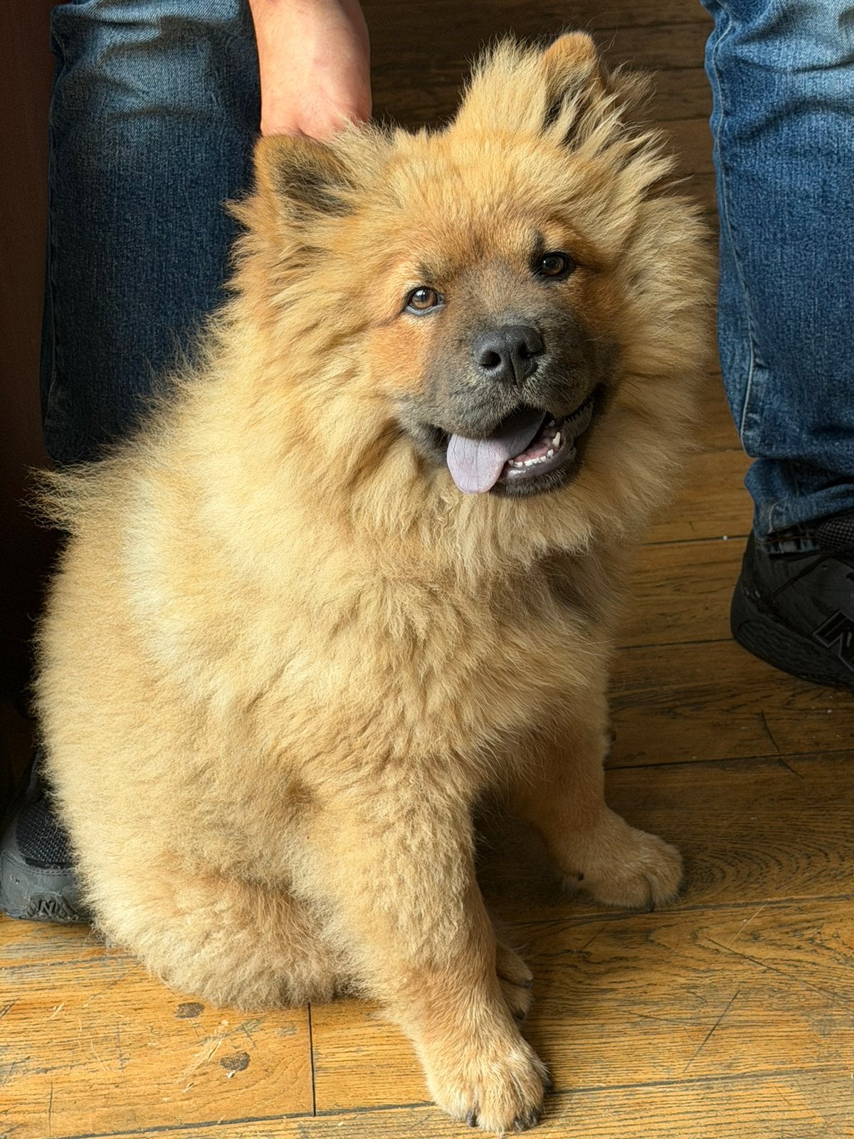 Chow chow met allepapieren en stamboom, Overige rassen, 8 tot 15 weken, Teef, Eén hond