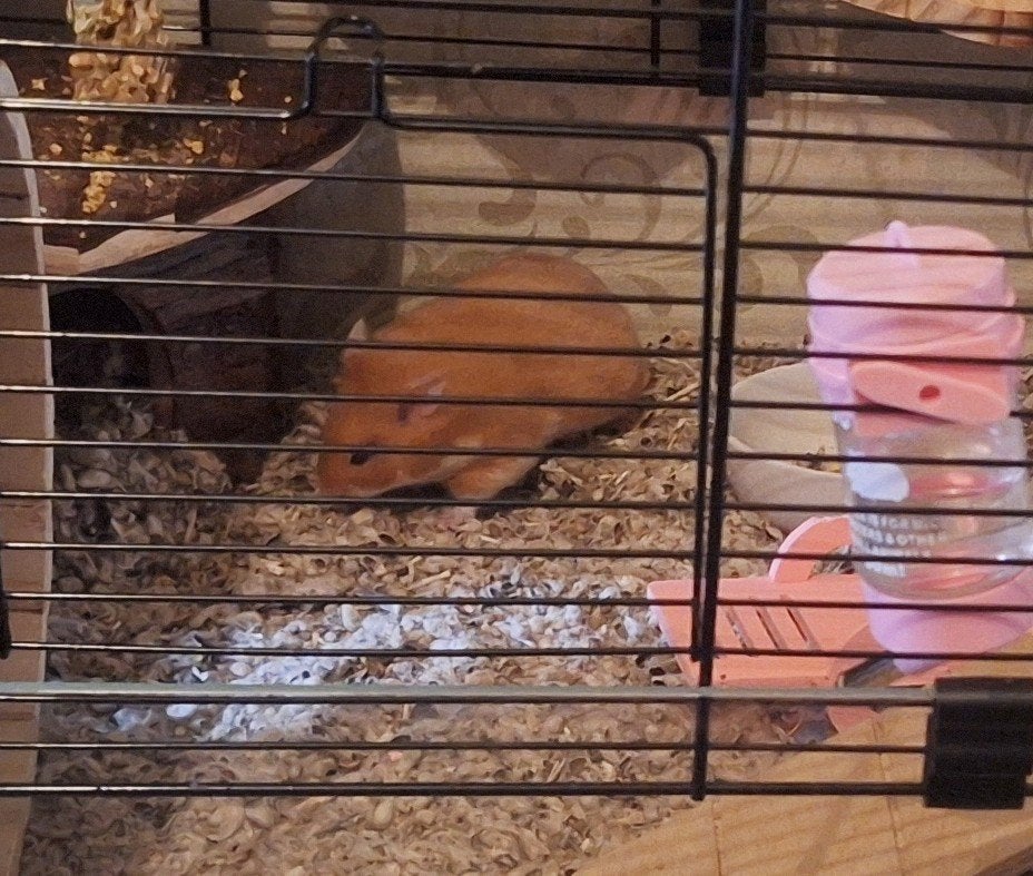Goudhamster 12 weken meisje, Dieren en Toebehoren, Knaagdieren, Hamster, Maart, Vrouwelijk, Tam