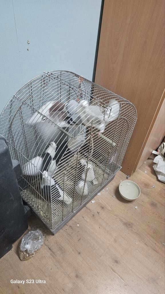 Duiven van Duitsland, Dieren en Toebehoren, Vogels | Duiven