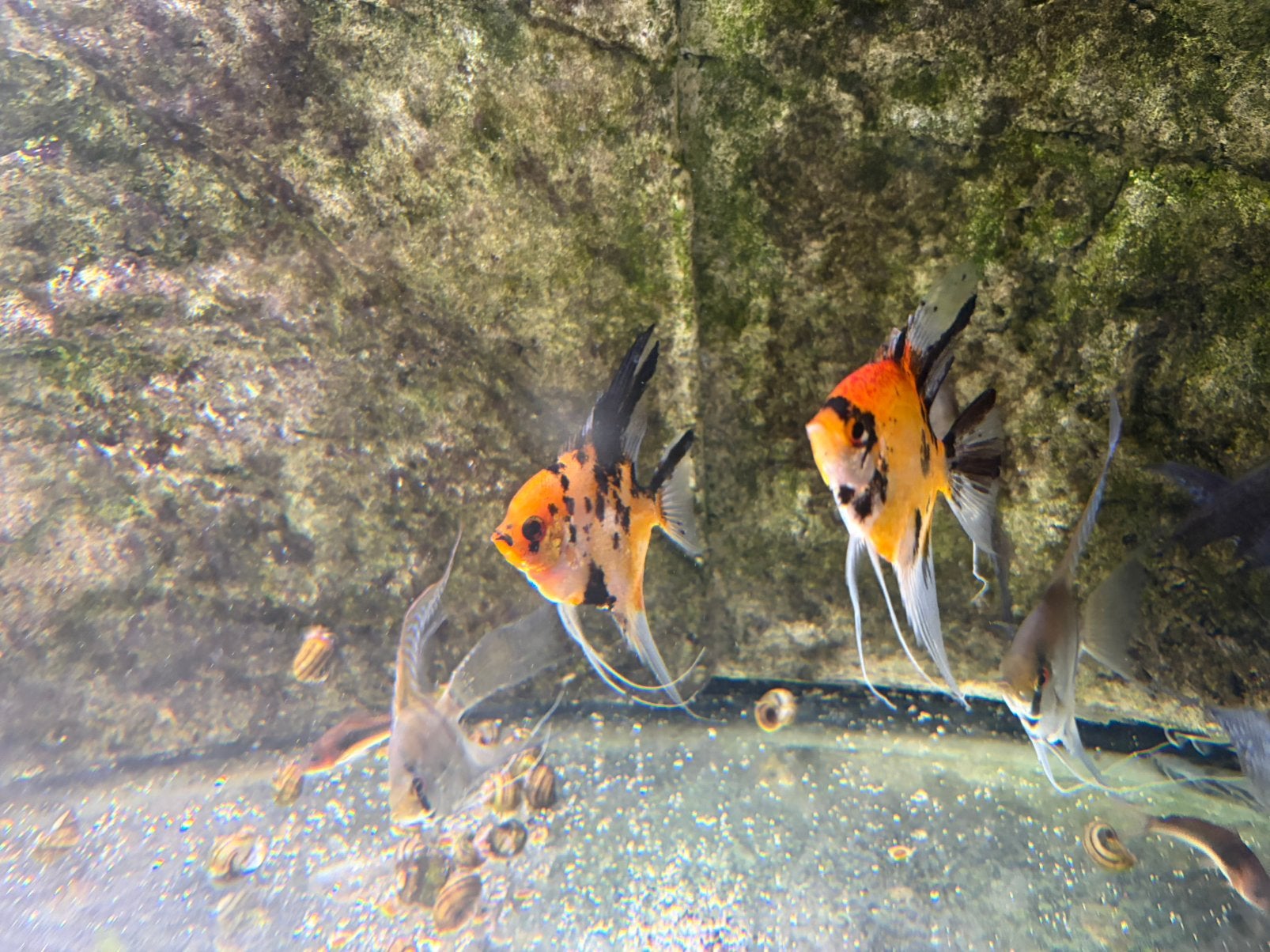 Red koi maanvissen, Vis