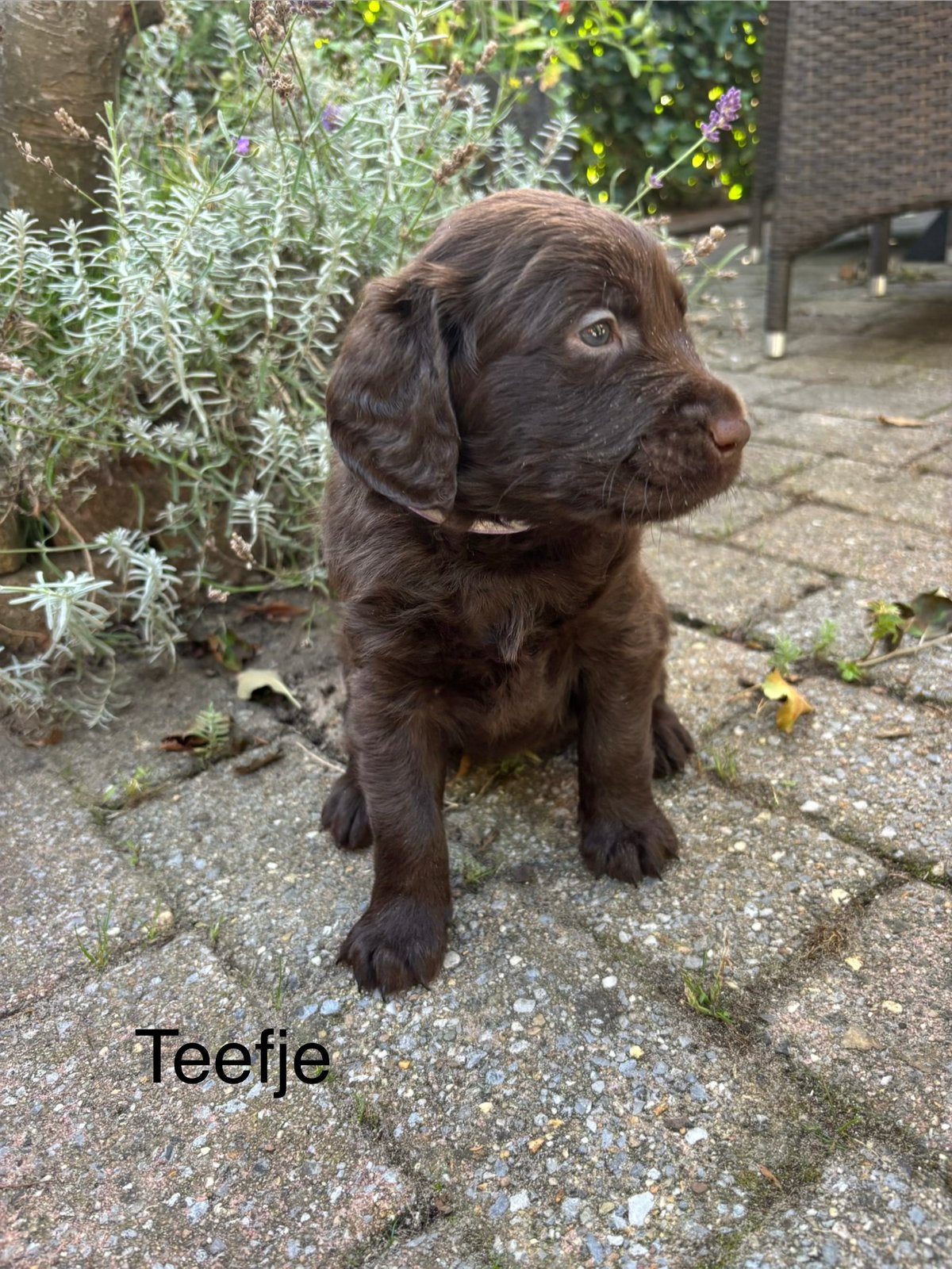 Prachtige chocoladebruine Labradoodle F1 pups, Overige rassen, 8 tot 15 weken, Parvo, Meerdere
