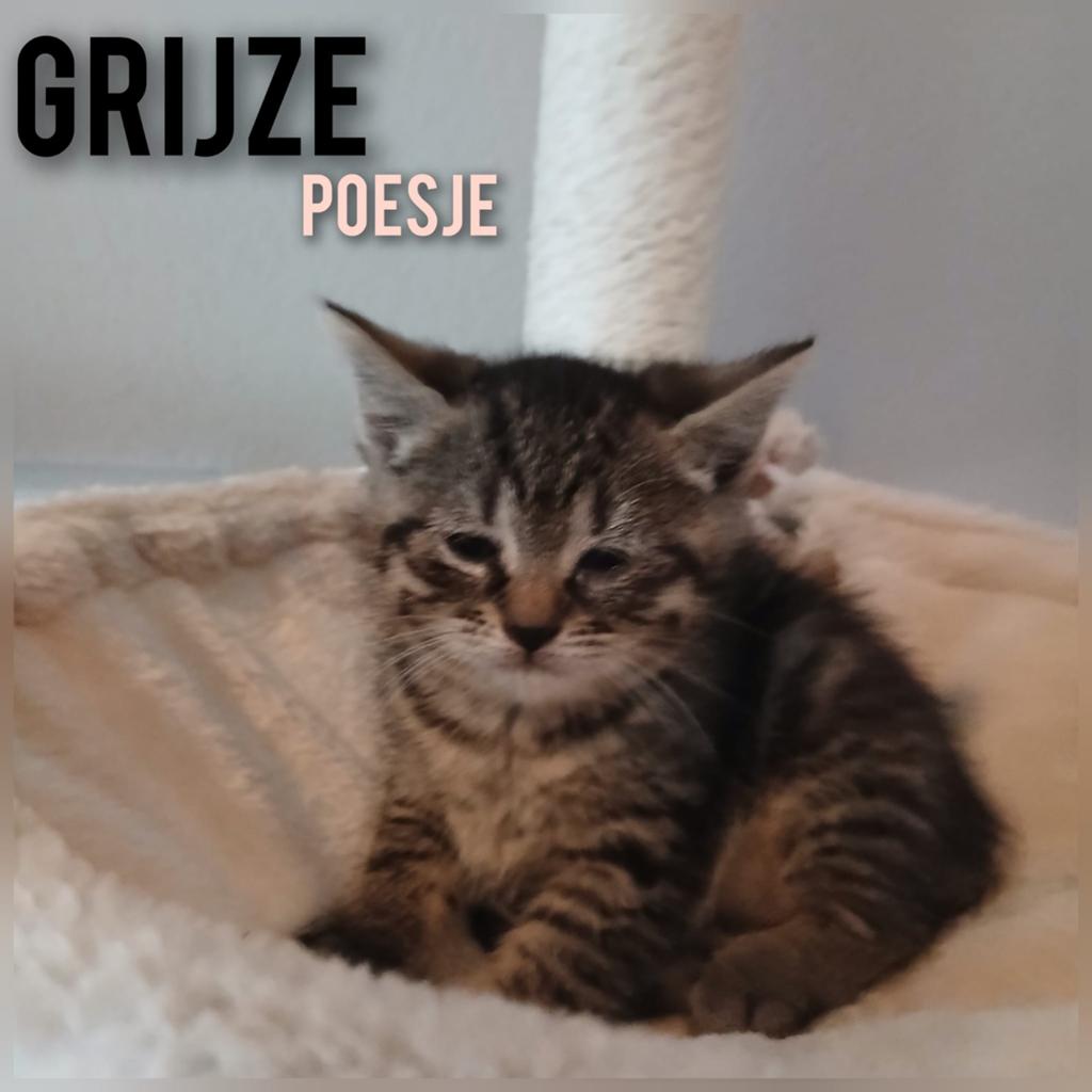 Halve maine coons kittens, Meerdere dieren