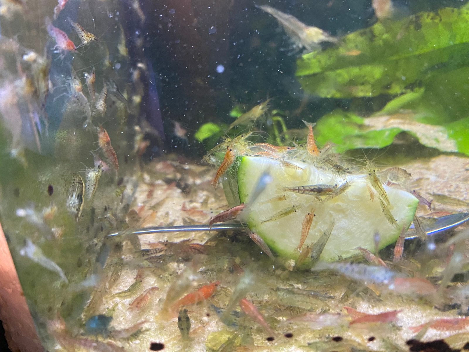 Garnalen mix, Dieren en Toebehoren, Vissen | Aquariumvissen, Kreeft, Krab of Garnaal, Zoetwatervis, Schoolvis