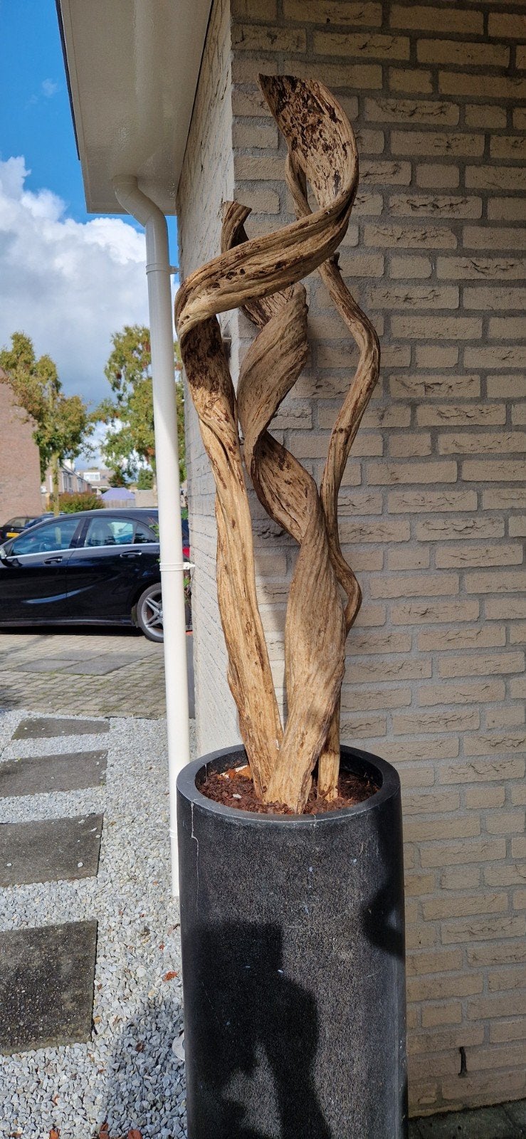 Decoratieve gedroogde boomstam in pot, Ophalen, Hout, Gebruikt, Landelijk