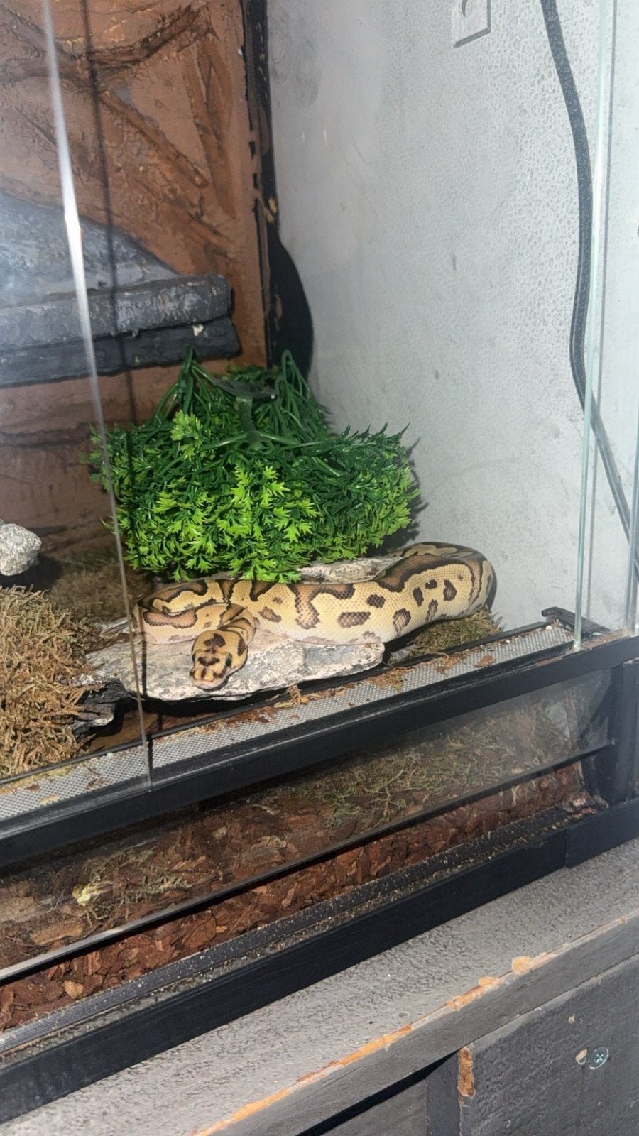 Ball pythons met terrariums Ball Python photo 2