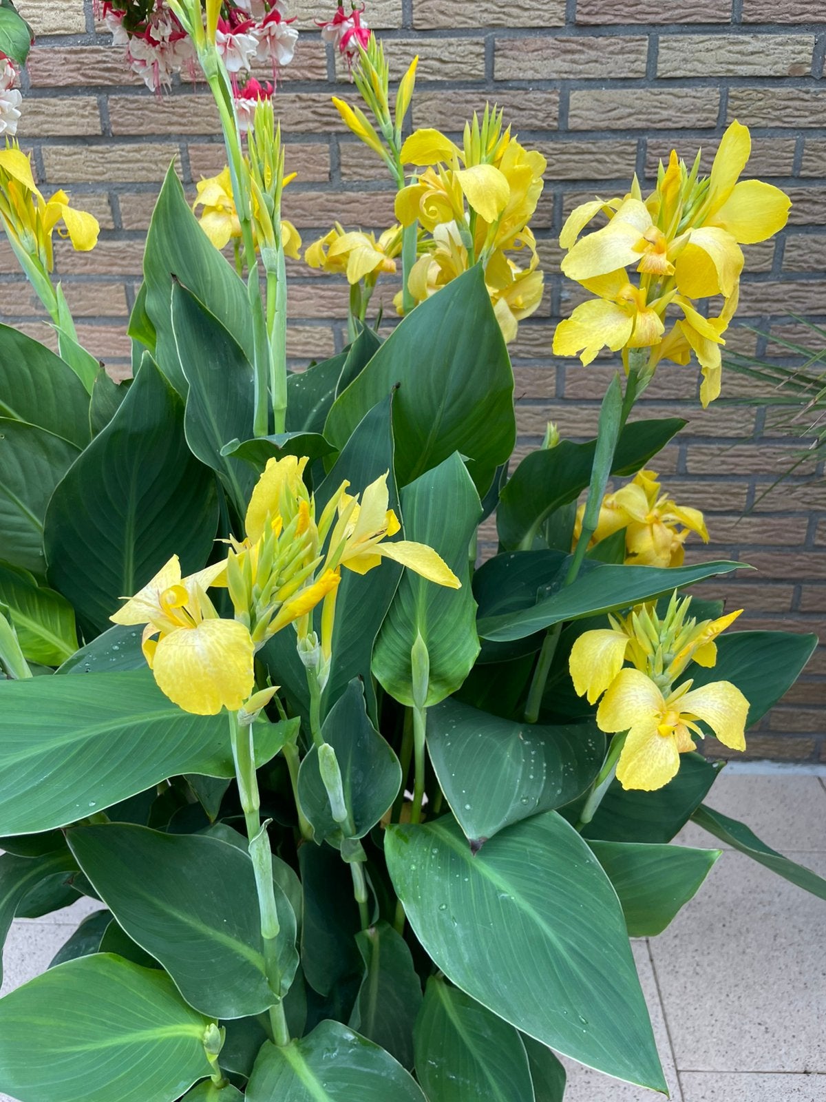 Canna/ Bloemriet, Tuin en Terras, Planten | Tuinplanten, Ophalen, Zomer, Overige soorten, Volle zon