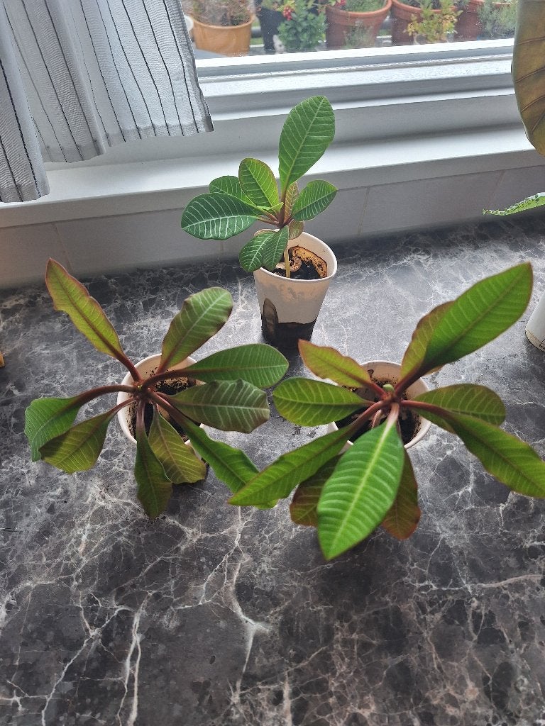Gratis planten, Ophalen, Overige soorten, Halfschaduw, Minder dan 100 cm