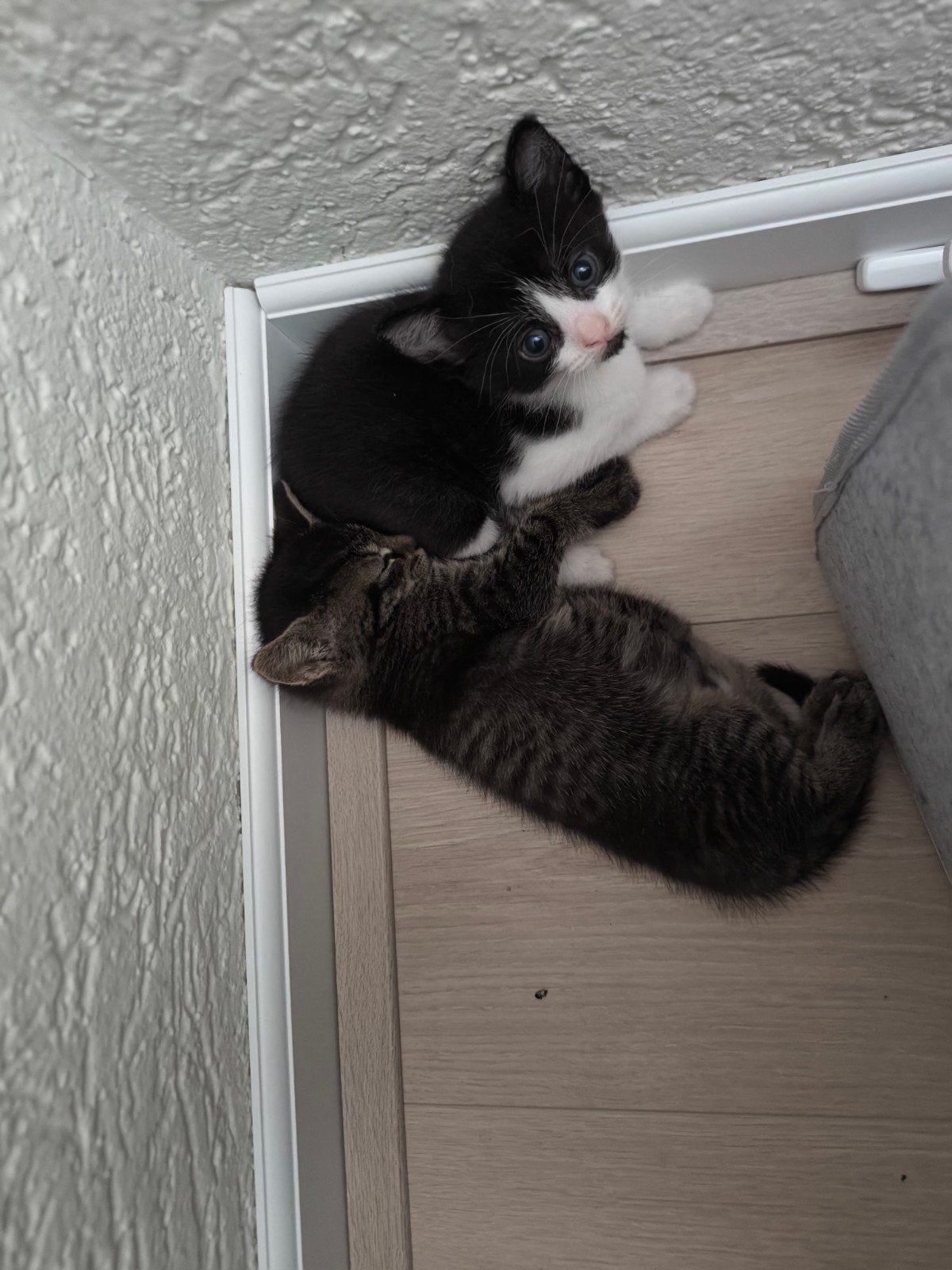 5 kittens te koop
