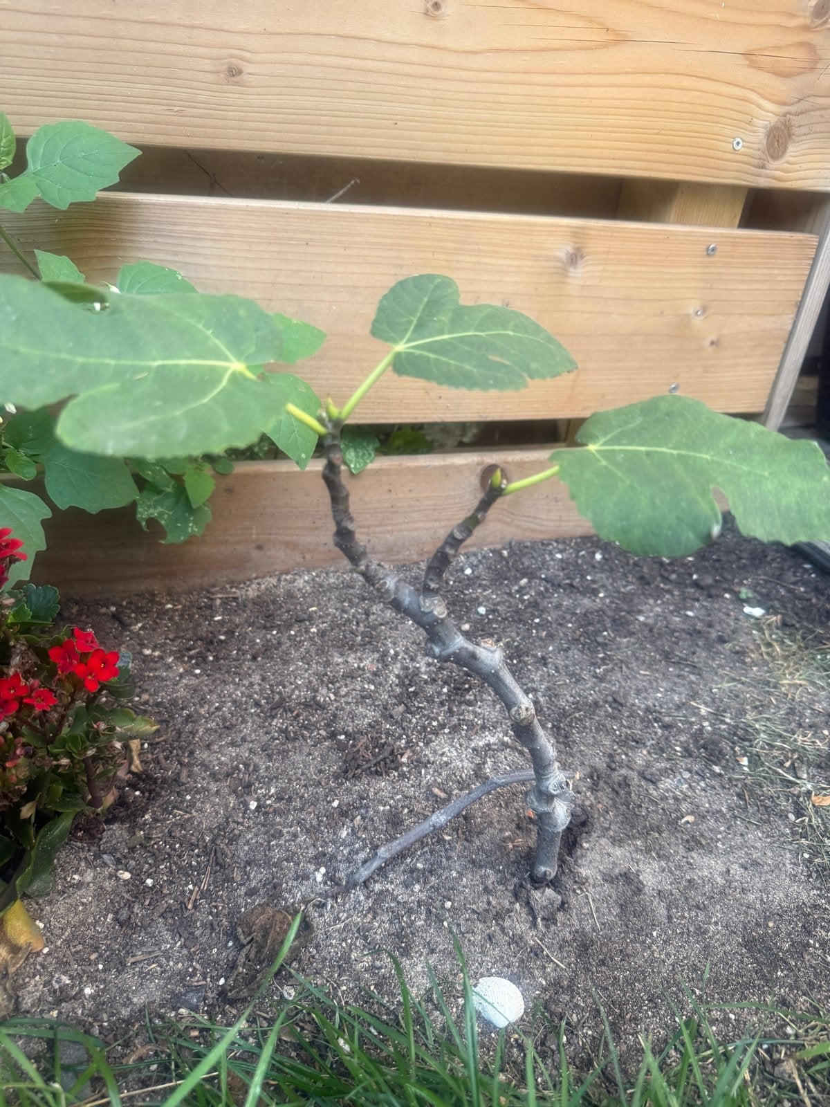 Kleine vijgenplant van 30 cm hoog, Ophalen, Volle zon, Vaste plant, Zomer
