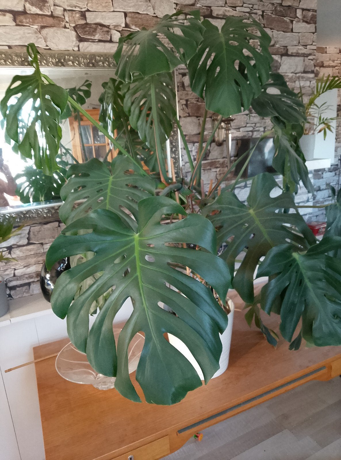 Grote Monstera Deliciosa - Kamerplant, Huis en Inrichting, Kamerplanten, Ophalen, Overige soorten, Halfschaduw, In pot