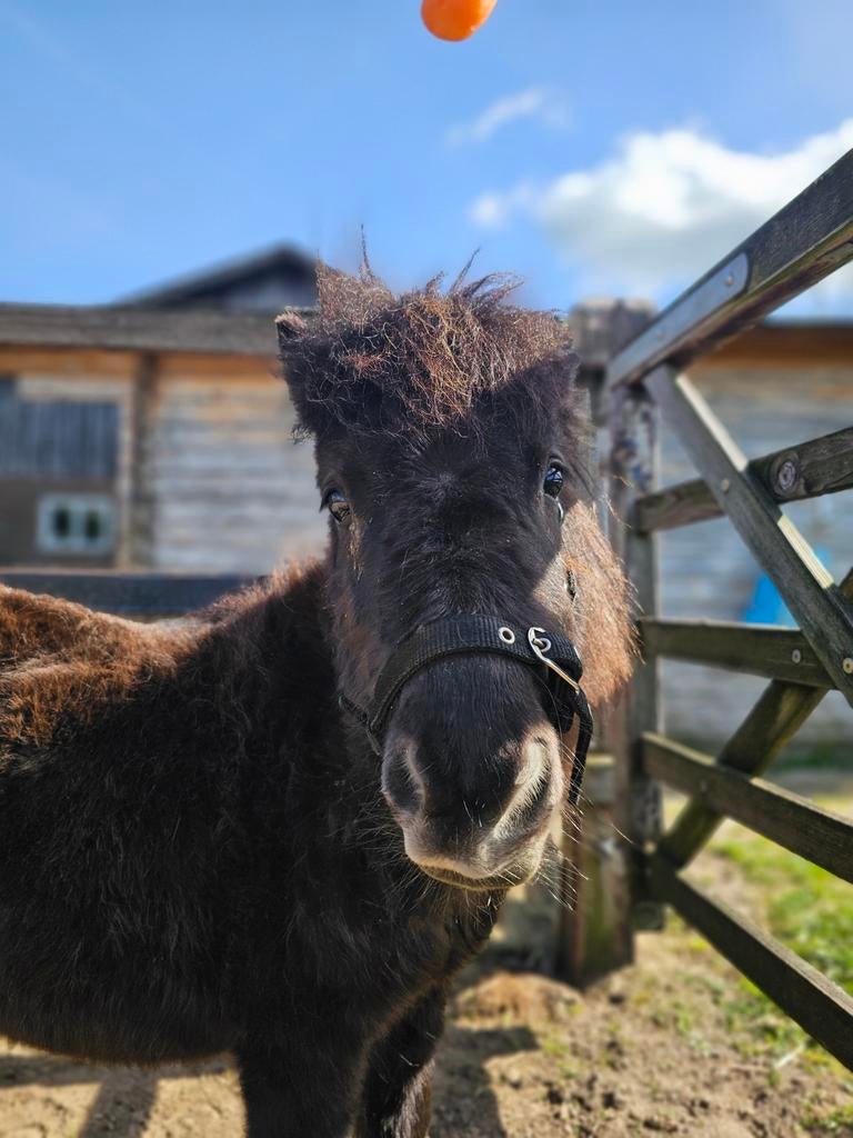 Gezocht fijne plek voor jonge shetlander, Dieren en Toebehoren, Stalling en Weidegang