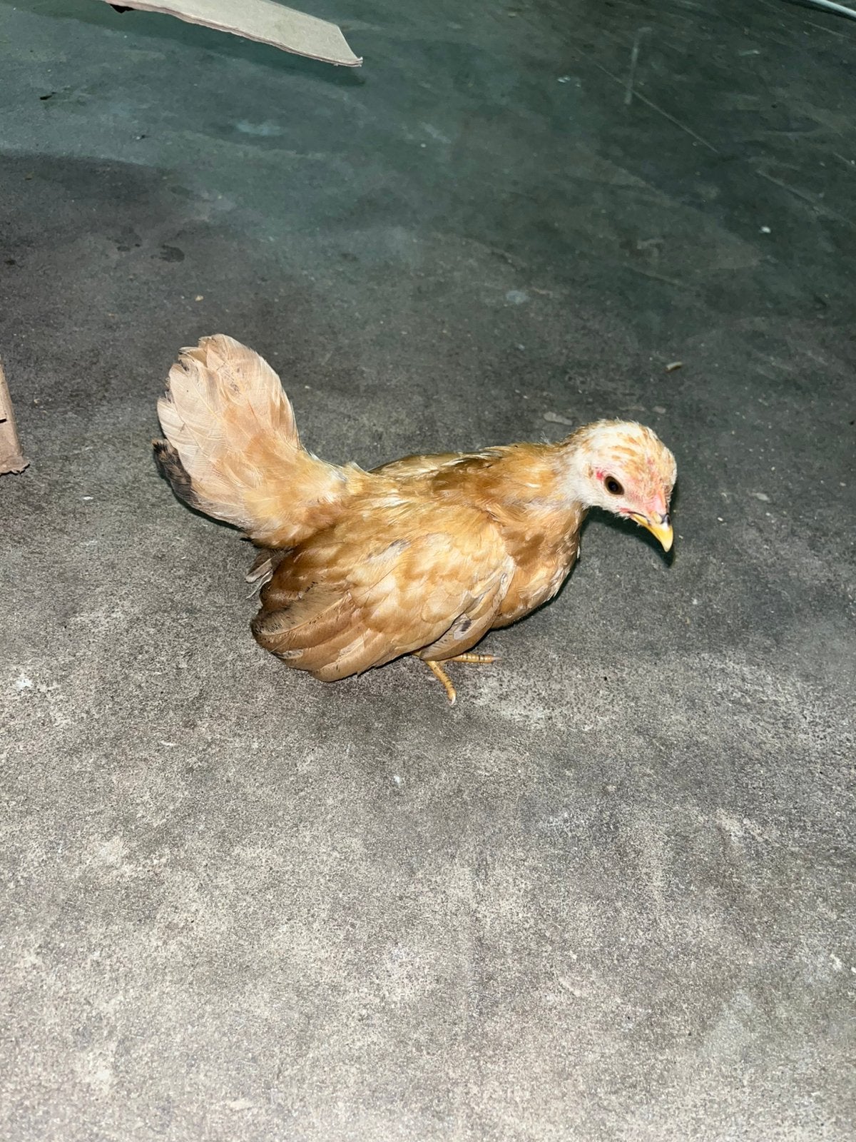 Serama hennen en hanen, Meerdere dieren, Kip