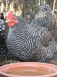 AMROCK KIPPEN., Dieren en Toebehoren, Vrouwelijk, Kip