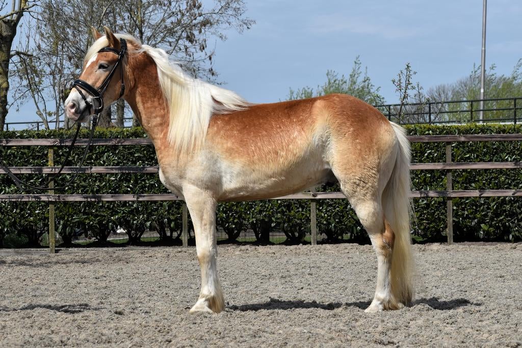 ** onwijs lieve en fijn te rijden 4 jarige haflinger ruin **, Dieren en Toebehoren, Pony's, Met stamboom, B, Ruin, 3 tot 6 jaar