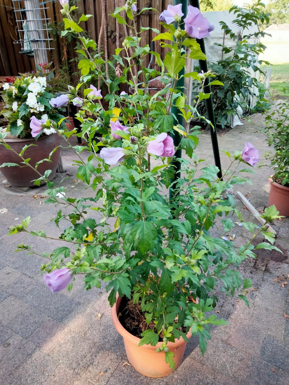Hibiscus., Ophalen