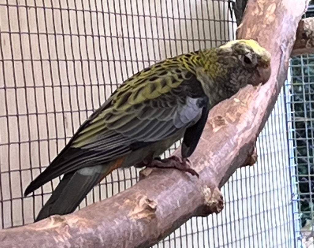 te koop: Bleekkop Rosella, Dieren en Toebehoren, Geslacht onbekend, Parkiet, Geringd